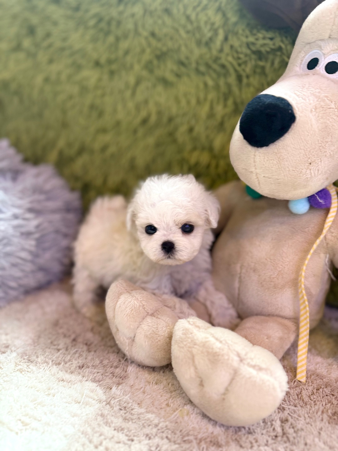 미니비숑 분양합니다