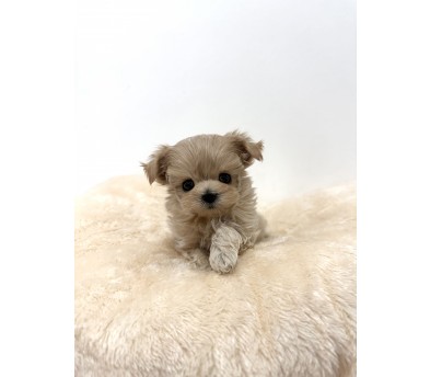 말티푸 분양합니다
